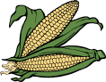 Corn