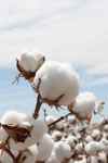 Cotton_Bolls_4