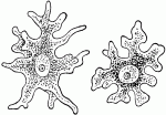 amoeba_14653_lg